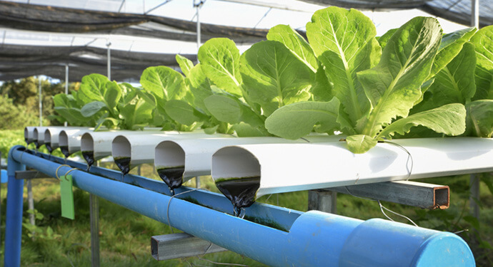 Akuaponik Yetiştiricilik